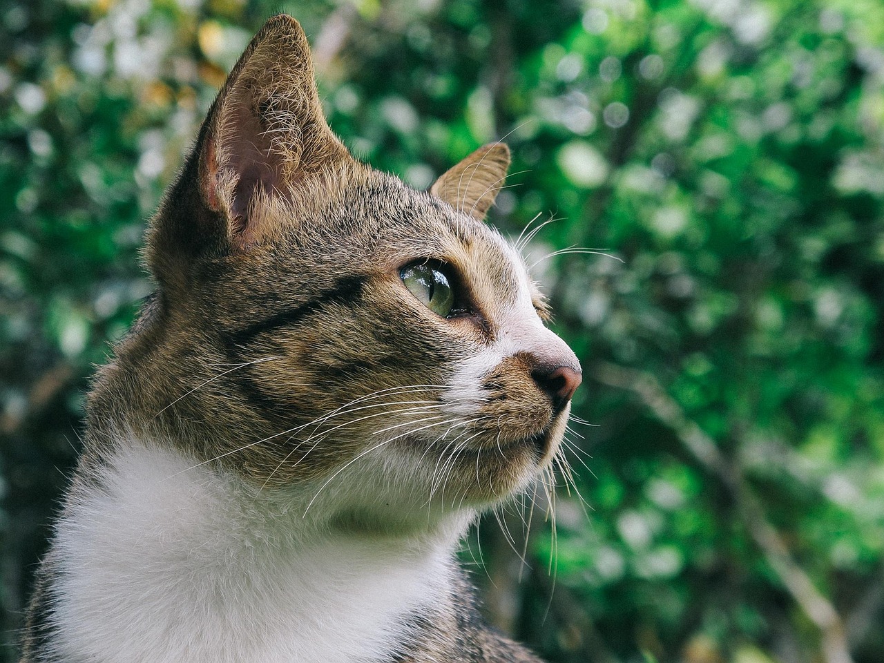 带十五只猫回家过年